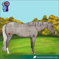 Horse Color:Silver Blue Roan 