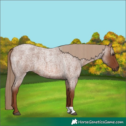 Horse Color:Red Roan 