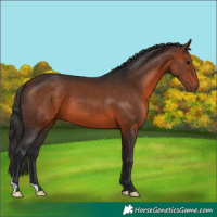 Horse Color:Bay 