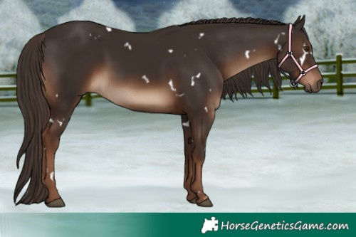 Horse Color:White Spotted Liver Chestnut 