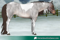 Horse Color:Liver Red Roan Tobiano 