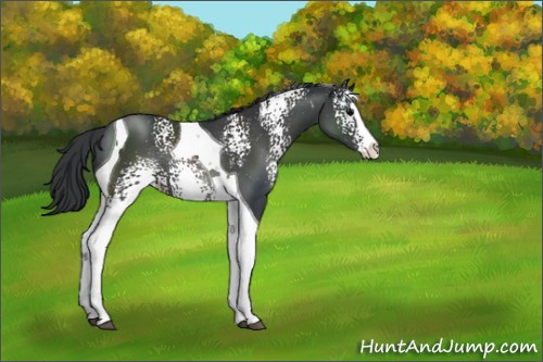 Horse Color:White Spotted Black Splash Tobiano Rabicano 