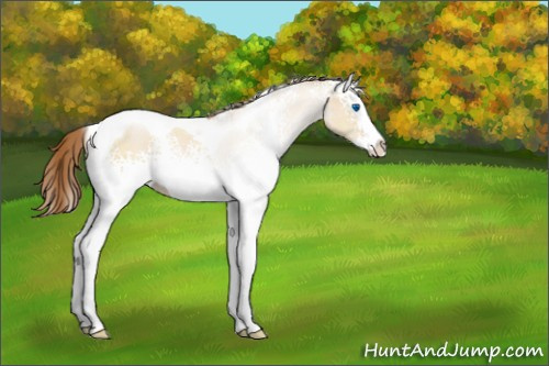 Horse Color:White Spotted Brown Pearl Dun Splash Tobiano Rabicano 