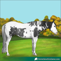 Horse Color:White Spotted Black Splash Tobiano Rabicano 