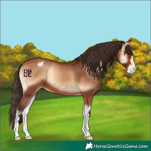 Horse Color:Bay Onyx Appaloosa 