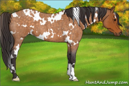 Horse Color:White Spotted Buckskin Roan 