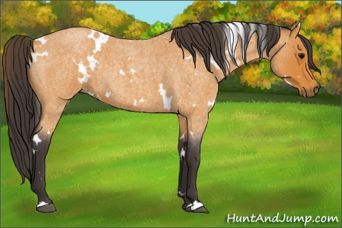 Horse Color:White Spotted Buckskin Roan 