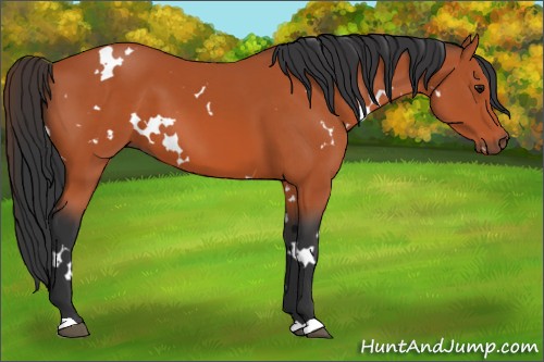 Horse Color:White Spotted Bay 