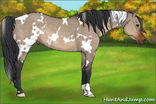 Horse Color:White Spotted Brown Dun 