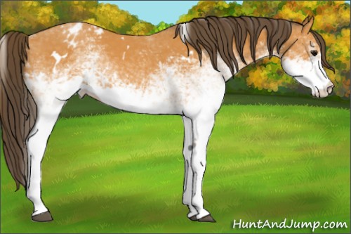 Horse Color:White Spotted Buckskin Appaloosa 