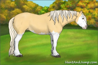 Horse Color:Palomino Roan Splash 