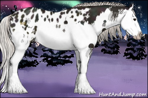 Horse Color:Midnight Silver Grullo Sabino Splash Appaloosa 