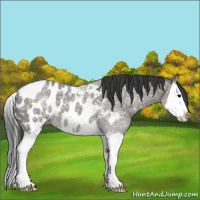 Horse Color:Grullo Ice Splash Appaloosa 
