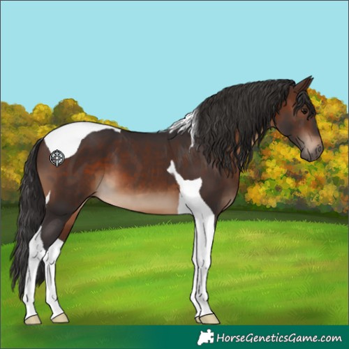 Horse Color:Brown Tobiano