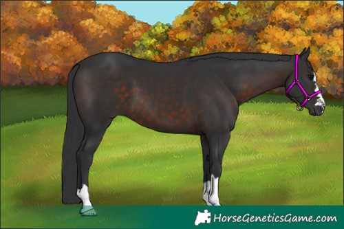 Horse Color:Brown 