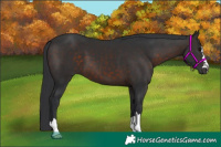 Horse Color:Brown 