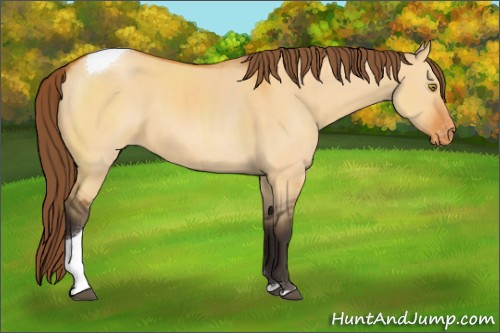 Horse Color:Buckskin Dun Tobiano Appaloosa 