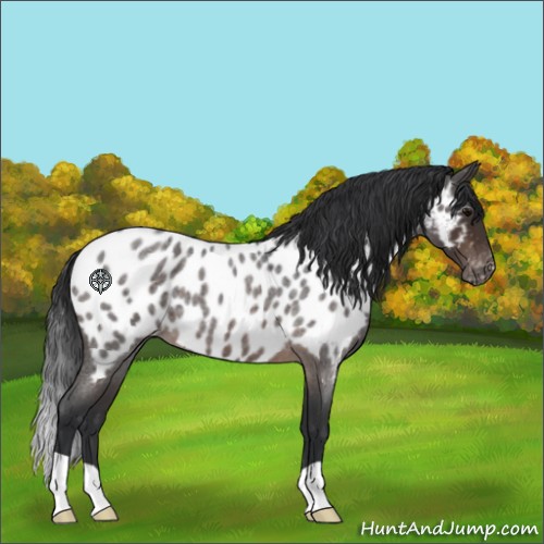 Horse Color:Brown Roan Appaloosa 
