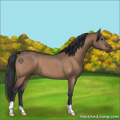 Horse Color:Brown Dun 