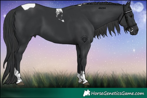 Horse Color:Black Tobiano 