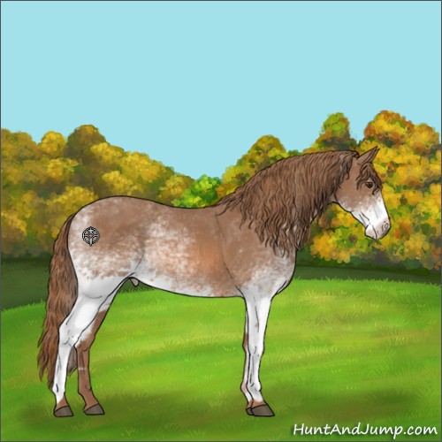 Horse Color:White Spotted Chestnut Sabino 