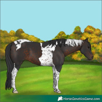 Horse Color:Brown Tobiano 