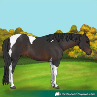 Horse Color:Brown Tobiano 