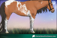 Horse Color:Bay Tobiano 