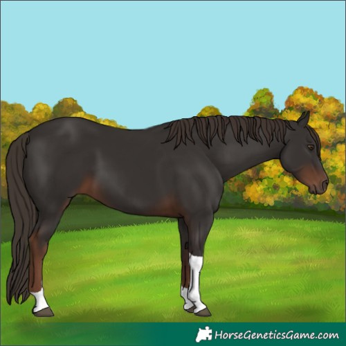 Horse Color:Liver Chestnut Tobiano 