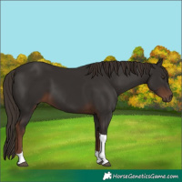Horse Color:Liver Chestnut Tobiano 