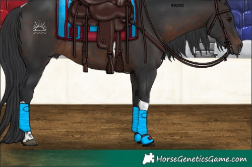 Horse Color:Brown Tobiano Rabicano 