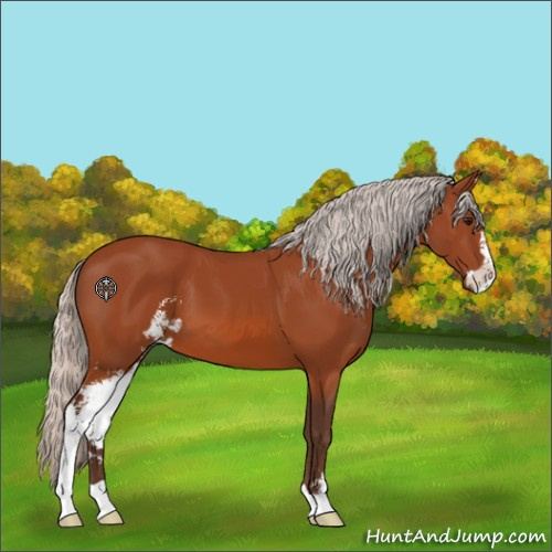 Horse Color:Silver Bay Sabino 