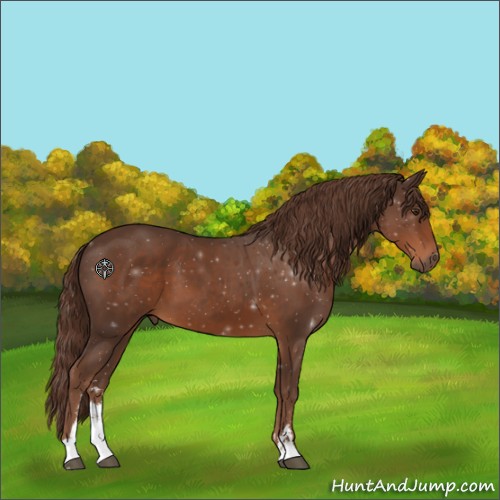 Horse Color:Liver Chestnut Sabino 
