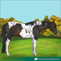 Horse Color:Brown Tobiano 