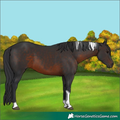 Horse Color:Brown Tobiano