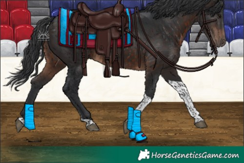 Horse Color:Brown Tobiano 