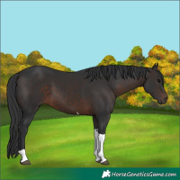 Horse Color:Brown Tobiano 