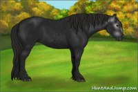 Horse Color:Gray Smoky Black 