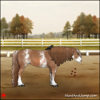 Horse Color:White Spotted Chestnut 