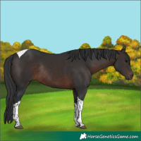 Horse Color:Brown Tobiano Rabicano 