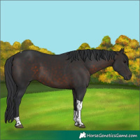 Horse Color:Brown Tobiano