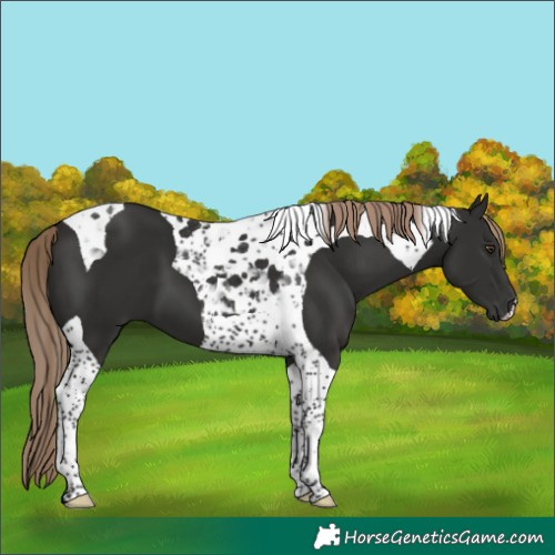Horse Color:Liver Chestnut Tobiano 