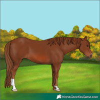 Horse Color:Chestnut 
