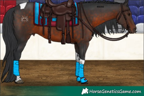 Horse Color:Brown Tobiano 