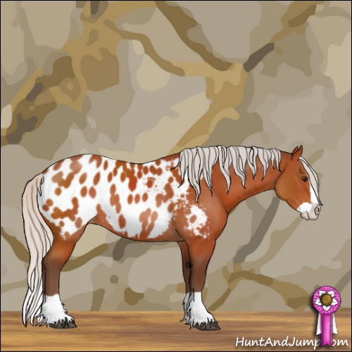 Horse Color:Silver Brown Splash Appaloosa Rabicano 