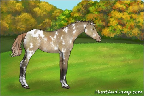 Horse Color:White Spotted Chocolate Palomino Dun Sabino Appaloosa Rabicano 
