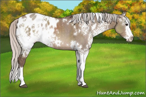 Horse Color:White Spotted Silver Grullo Splash Appaloosa Rabicano 