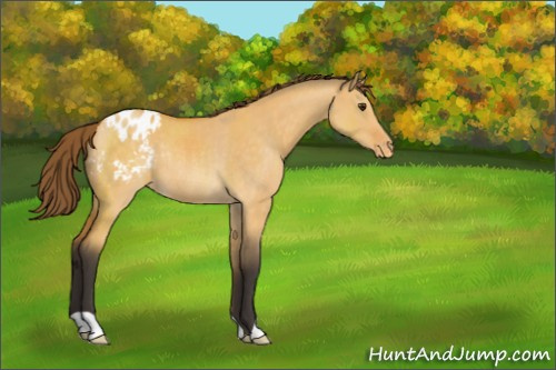 Horse Color:Buckskin Dun Appaloosa Rabicano 