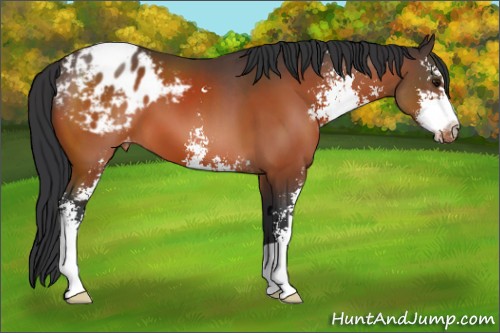 Horse Color:Bay Sabino Appaloosa 