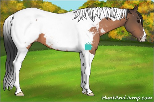 Horse Color:Brown Tobiano Appaloosa 